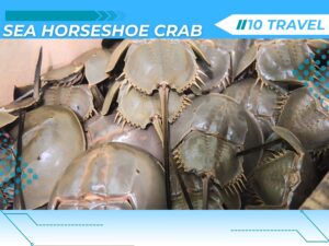 Sea Horse Crab in Halong